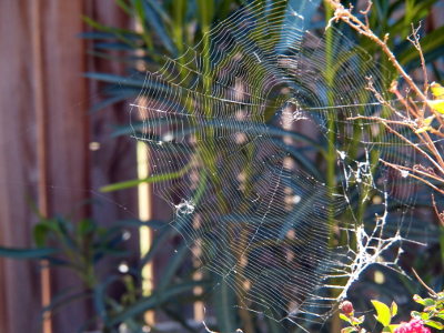 [Close view of a spider web which mostly seems to be hanging in air as muted green and fence slats are in the distance behind it. Bush branches are visible in the upper right and a thicker portion of web strands is in the lower right.]